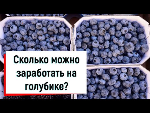 Сколько можно заработать на голубике