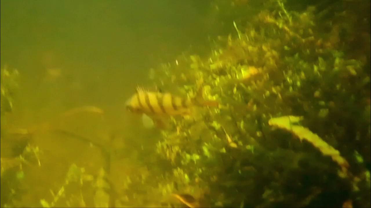 Underwater camera phone samsung s20 fe footage YouTube