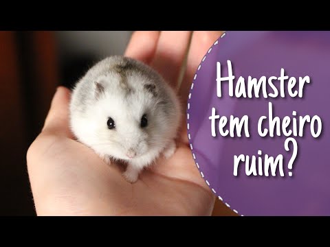 Vídeo: Como Se Livrar Do Odor De Hamster