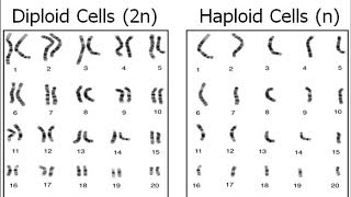 Haploid vs. Diploid