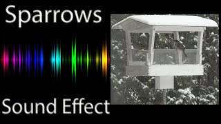 House Sparrows Chirping Sound Effect