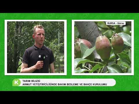 Video: İlkbaharda armut besleme ve bakımı