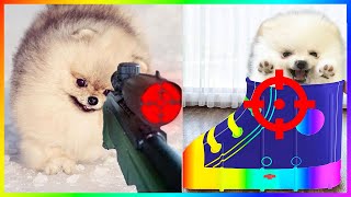 New Funny and Cute Dog Pomeranian 2023 😍🐶| Funniest Puppy Videos 🐕 #386 by Pets Mini 878 views 7 months ago 8 minutes, 42 seconds