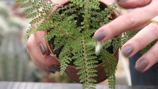 Папоротник Многорядник (Polystichum)