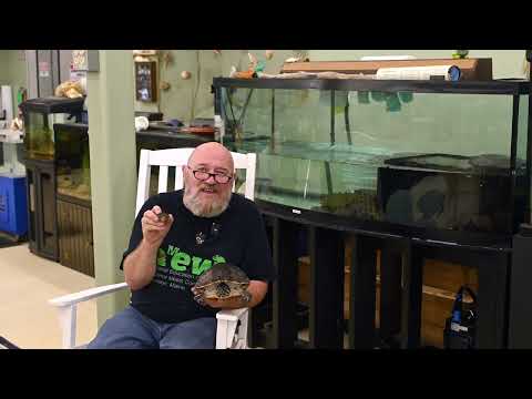 Why Turtles Aren’t Great Pets?