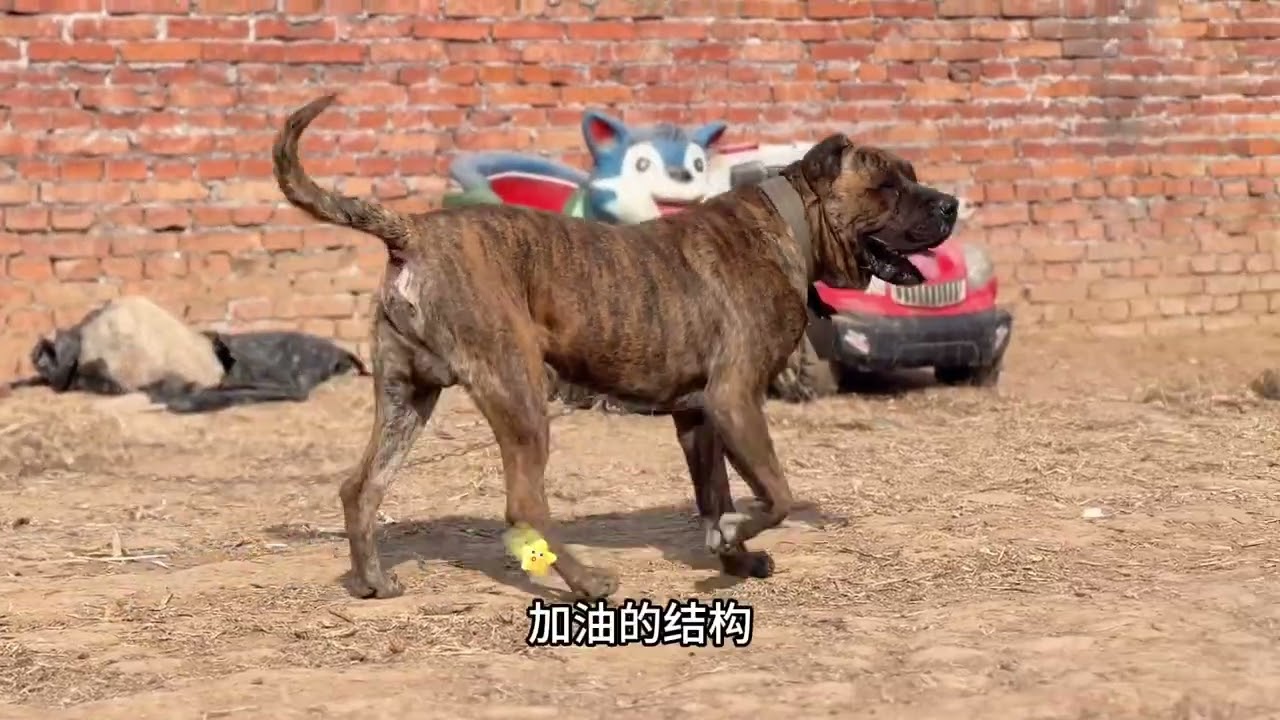 跨千里归来，父子再次相见，大个欢迎儿子（加油）归来已是王者#加纳利大个 #护卫犬 #精神小伙 #猛犬保镖 #沉默猛犬