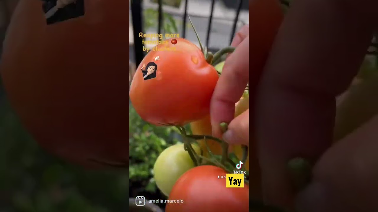 Reaping more organic tomatoes from the Patio! 