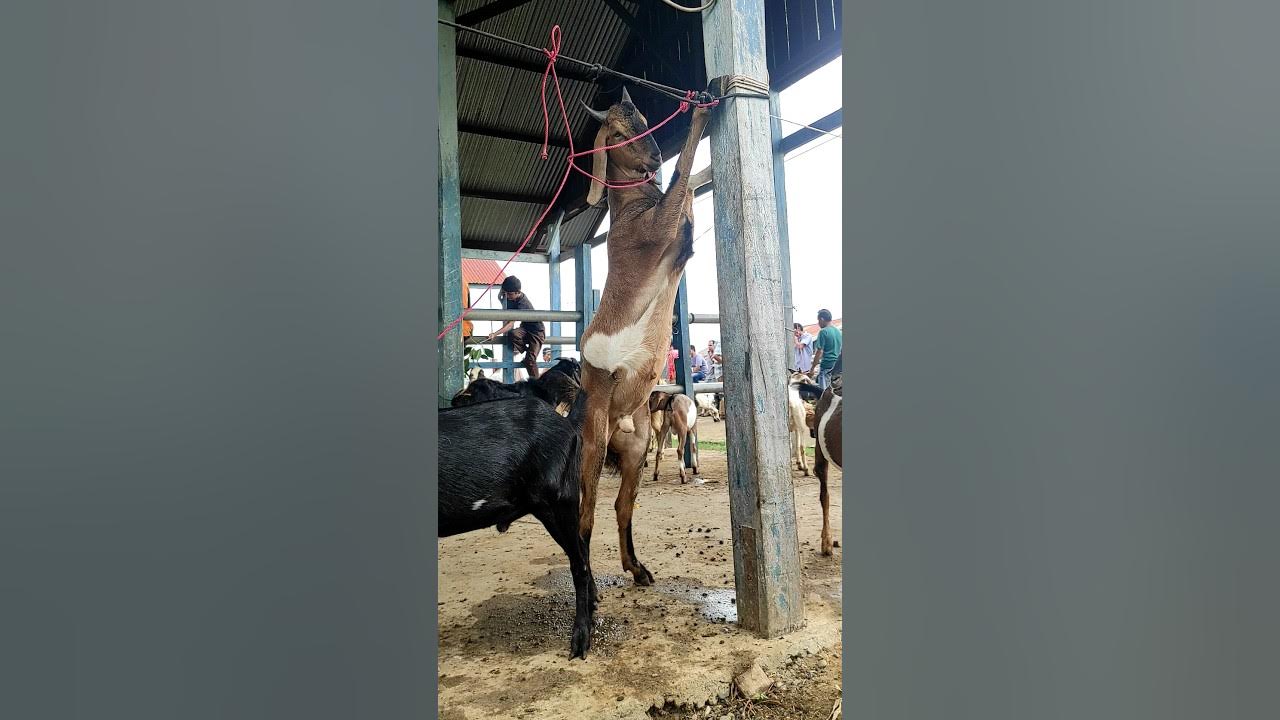 kambing lucu, kambing joget, kambing mbek #sapi #kambing #animals kambing lucu, kambing joget, kambing mbek #sapi #kambing #animals