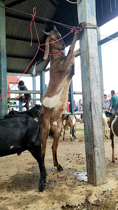 kambing lucu, kambing joget, kambing mbek #sapi #kambing #animals