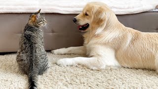 Golden Retriever and Kitten Have Been Inseparable Since Day One