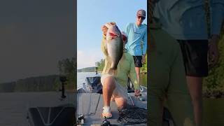 I caught a giant bass ledge fishing #bassfishing I caught a giant bass ledge fishing #bassfishing