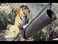 Tiger Excited Getting His Food at Keepers Of The Wild park #Shorts