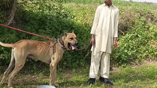 Bully Kutta Top Jogi Famous Bully Kutta High Quality Bully Kutta Sial Daily Vlog