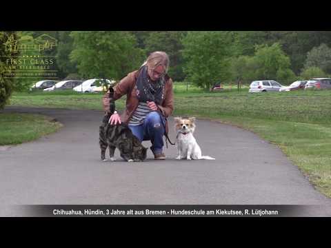 Video: Wie Trainiere Ich Chihuahua