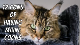 12 CONS of Having Maine Coons