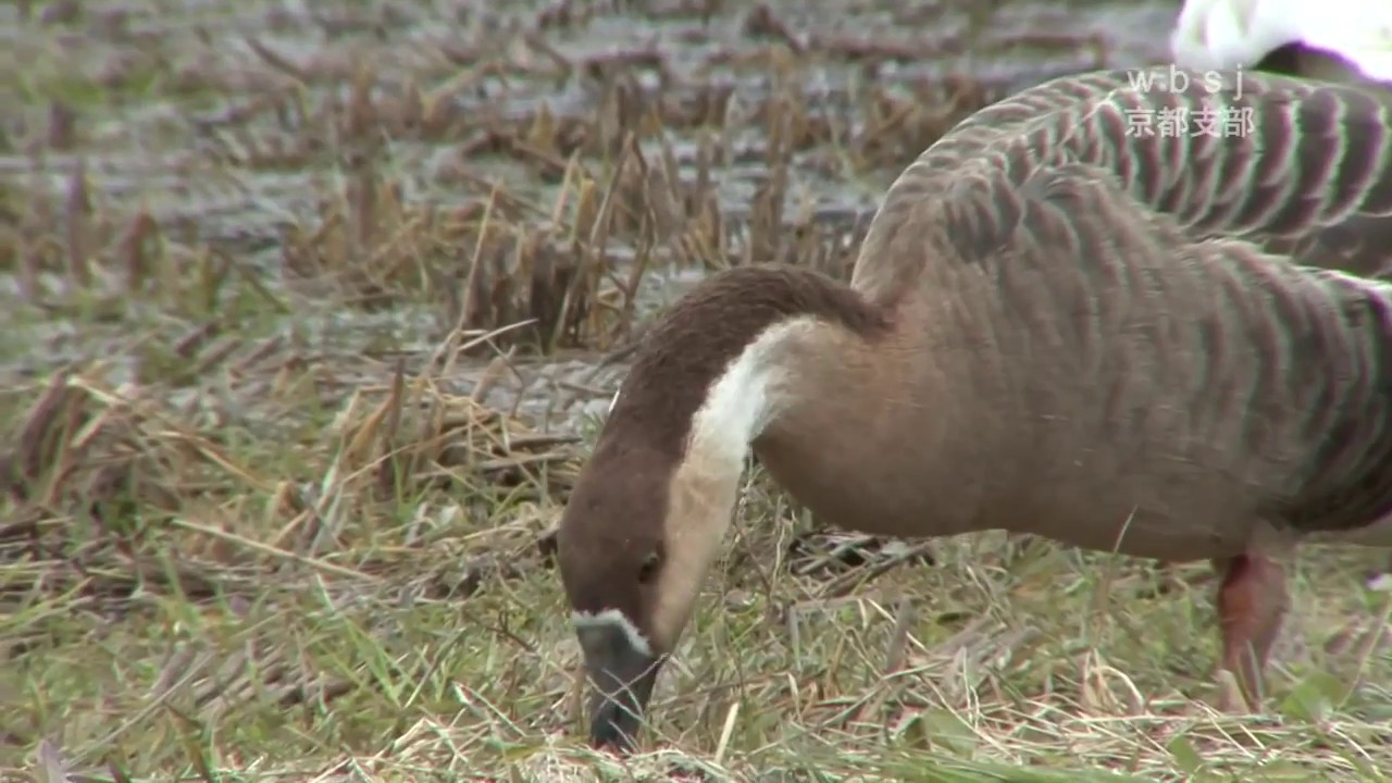 サカツラガン日本野鳥の会 京都支部 サカツラガン日本野鳥の会 京都支部
