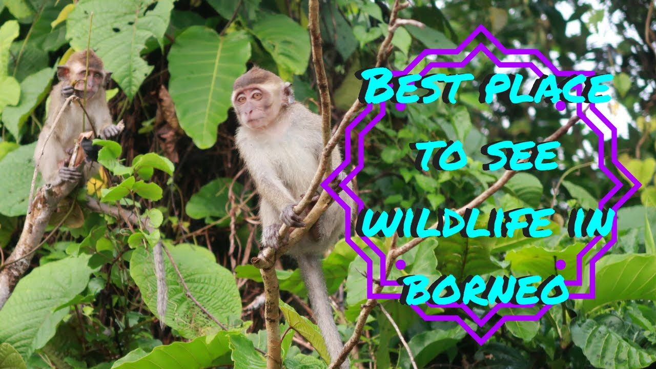 THE BEST PLACE TO SEE WILDLIFE IN BORNEO, KINABATANGAN MALAYSIA VLOG