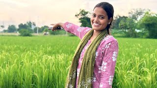 हमारे खेतों का धान ☺️||@palak1144 