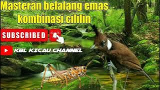 mastera  belalang emas vs Cililin