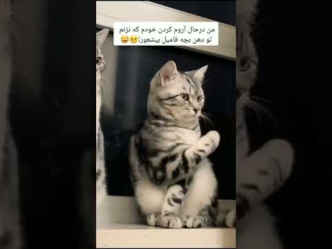 من در حال کنترل کردن خودم خنده Funny کلیپ خنده دار گربه Cat