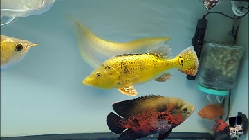 P2 Cách nuôi cộng đồng cá rồng nước trong sạch. How to build a community Arowana and clean water. P2