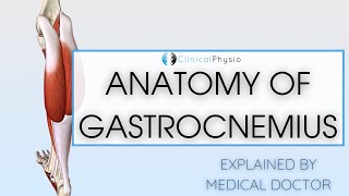Gastrocnemius Anatomy | Doctor Explains Anatomy of Gastrocnemius Muscle!