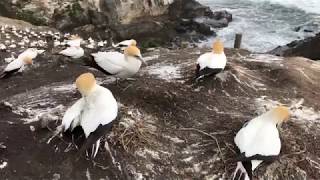 Australasian Gannet Colony - Muriwai New Zealand