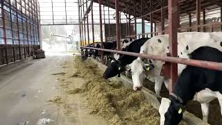 Mô hình chăn nuôi bò sữa ở Nhật Bản