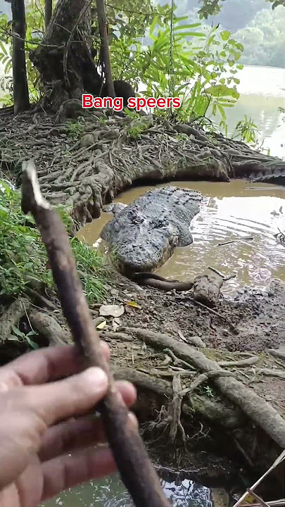 SERGAPAN BUAYA PREDATOR