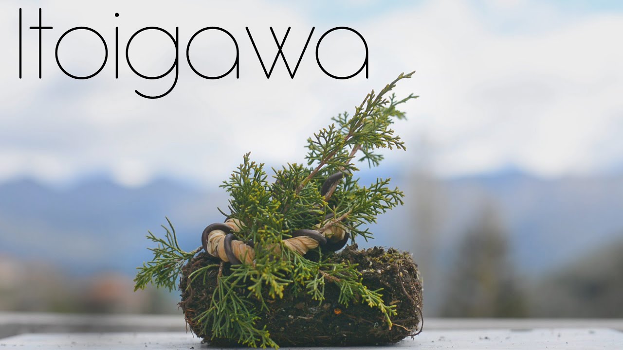 Itoigawa First Structural Bending - Arkefthos Bonsai