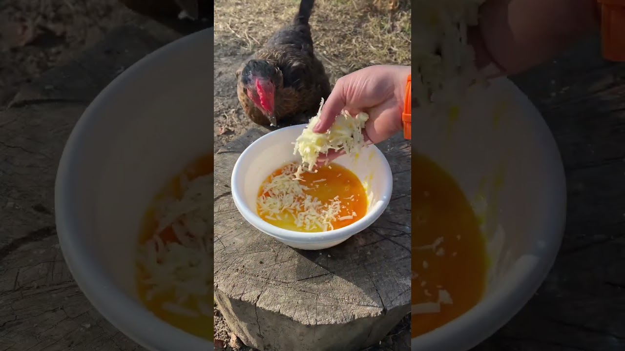 Tavuklı Yumurtalı Kaşar ???????????????? #Tavuk #Yemek #yemektarifleri #yemekler #chicken