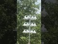 Purple Martin population growing!!!!
