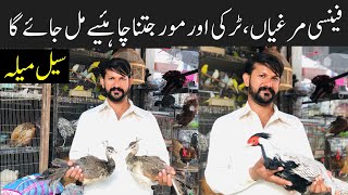 Fancy hens | Turkey birds | peacock | pheasants | Rawalpindi Birds Market Leatest Updates