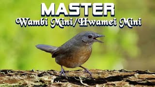 MASTERAN WAMBI MINI/HWAMEI MINI LANGSUNG GACOR 5 MENIT