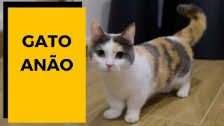 ✅  Gato Munchkin  O gato salsicha: Origem, temperamento e cuidados.