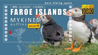 Best Hiking Spots - Faroe Islands, Mykines, hiking among Puffins and other seabirds, an easy trail