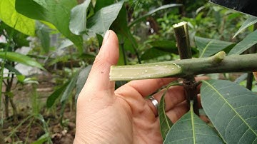 Ghép xoài đài loan vào xoài hạt để làm cây giống.(mango grafting technique)