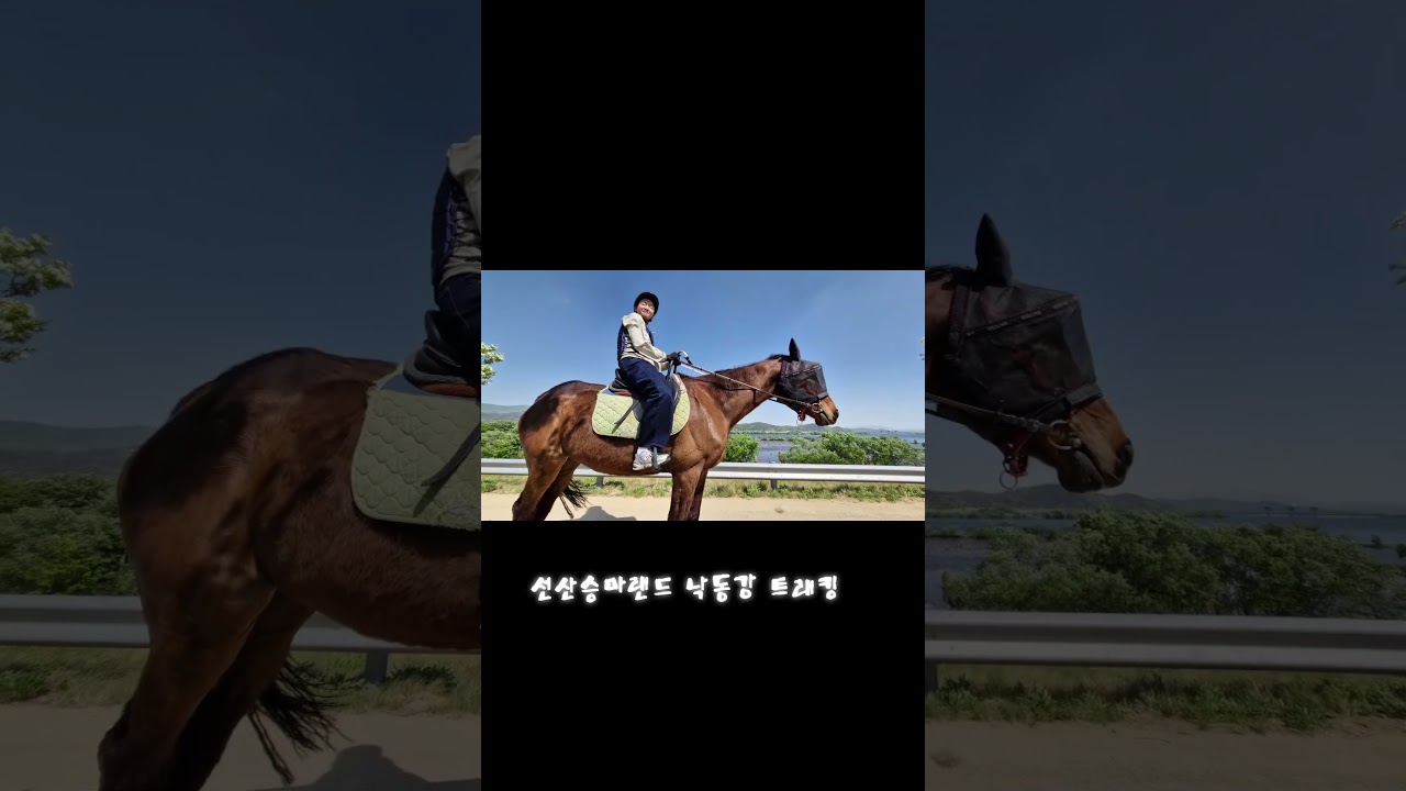 낙동강 트래킹 선산승마랜드 #안전한승마길 #안전한외승 #초보외승가능 #착한가격 #힐링승마 #즐거운외승