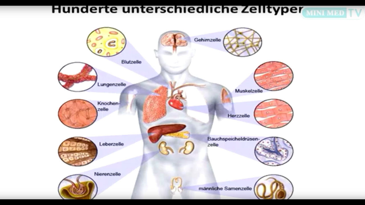 Wofür braucht unser Körper Blut? l WOOZLE GOOZLE