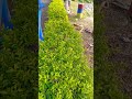 Love Green🌿💚#viral #green #nature #assam #highlights #trending #video #youtubeshorts  #shorts
