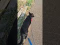 ମନି ଛୋଟୀ ହେଇଯାଇଛି |🐕 #dogshorts #dog #viralvideo #viral #dogs #trending #trendingshorts