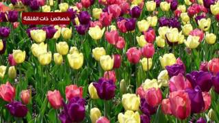 7- خصائص النباتات الزهرية - الصف السابع - المدرسة السورية