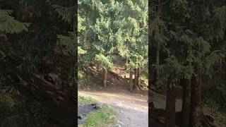 Красивые места для отдыха! Плато АЮ. Ставьте лайк и не забудьте подписаться! #отдых #алматыгоры