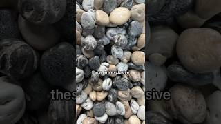 🪨🍫Our exclusive Cocoa Rocks are here… That means CHOCOLATE ROCKS ARE BACK!🍫🪨 #shorts