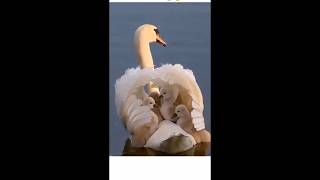 BEAUTIFUL BIRD'S #BEAUTIFUL