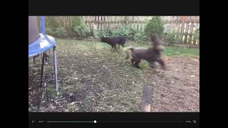 The attack of the skin walker’s