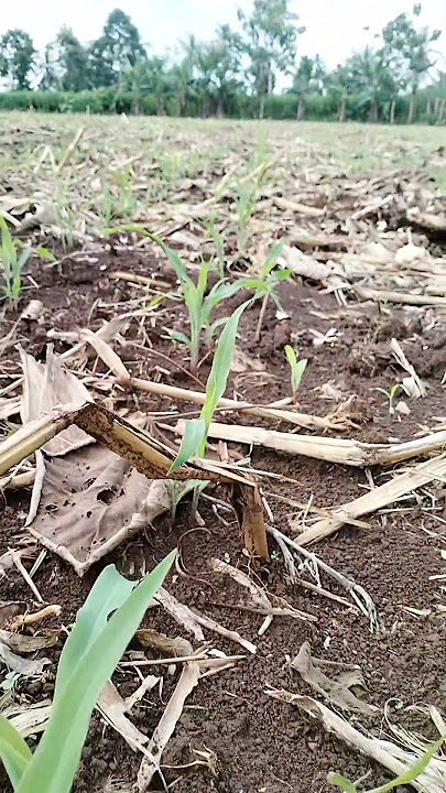 TANAM JAGUNG TUMBUH RATA