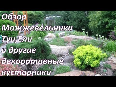 ТУИ , МОЖЖЕВЕЛЫ . АЛЬПИЙСКАЯ ГОРКА , ЕЛИ , ДЕКОРАТИВКА . Студия ланшафтного дизайна ОБЗОР.