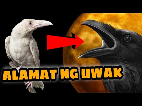 Video: Ang itim na uwak ay isang matalinong nakakatakot na ibon