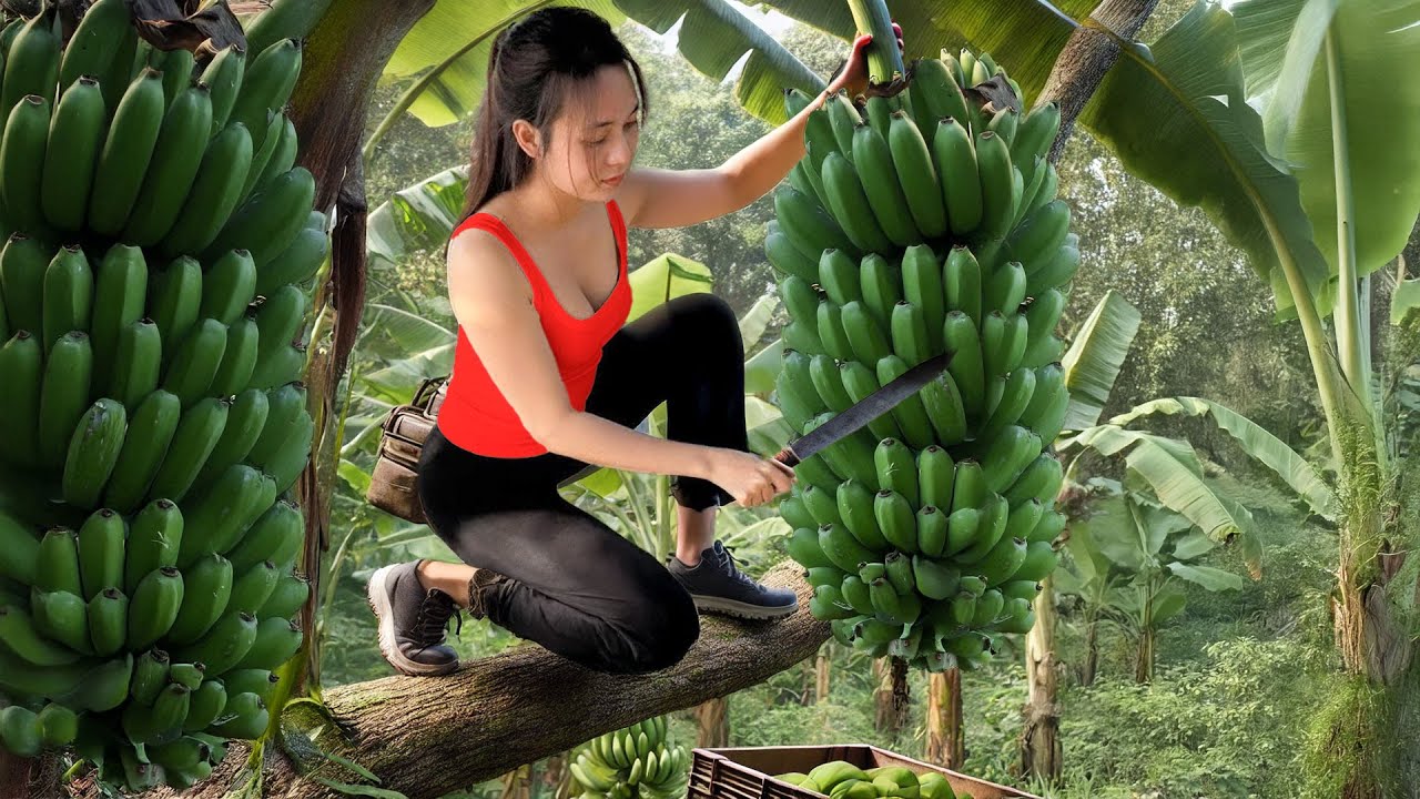 A Peaceful Day: Fresh Banana Harvest & Simple Life in the Countryside